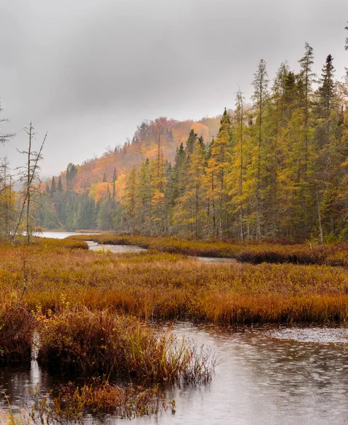 Malerische Landschaft Des Schönen Herbstlichen Waldes — Stockfoto