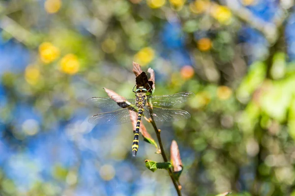 Gros Plan Beau Papillon Sur Fleur — Photo