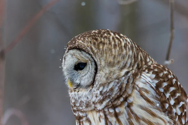 Close Shot Beautiful Owl Natural Habitat — Stock Photo, Image