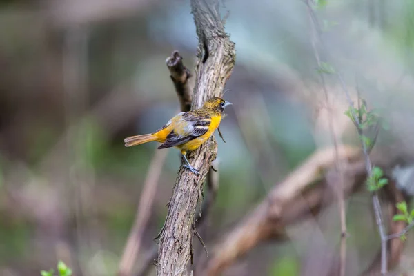 Nahaufnahme Eines Schönen Wildvogels Der Auf Einem Ast Hockt — Stockfoto