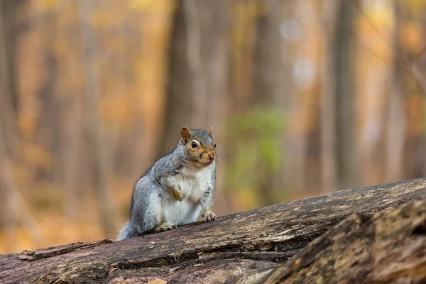 Close Shot Adorable Squirrel Forest — Stock Photo, Image