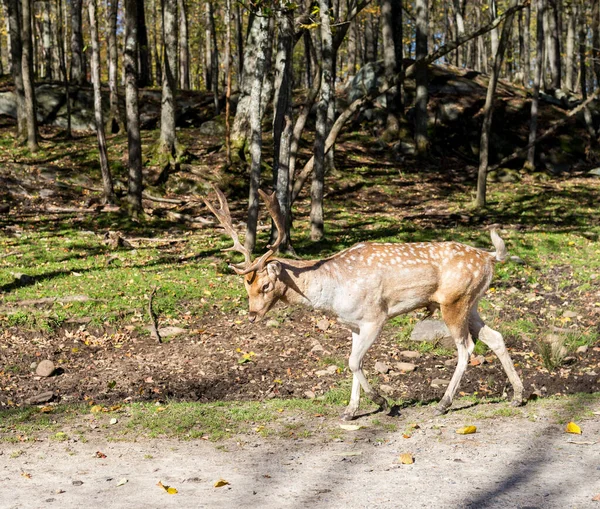 Belo Veado Vermelho Madeiras Dia Primavera — Fotografia de Stock