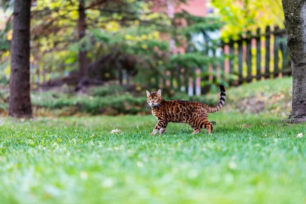 Primer Plano Tiro Adorable Tabby Gato Verde Jardín — Foto de Stock