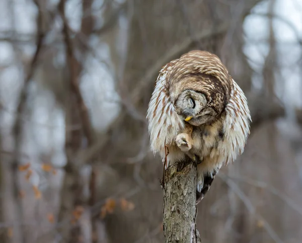 Gros Plan Belle Chouette Dans Habitat Naturel — Photo