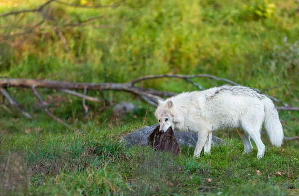 Gros Plan Beau Loup Blanc Sur Nature — Photo