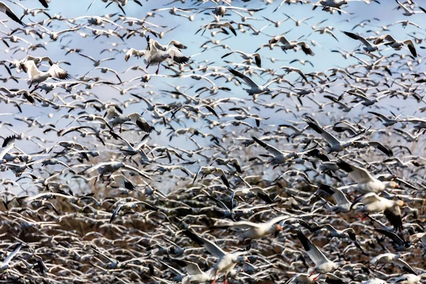 Grande Rebanho Gansos Brancos Habitat Natural — Fotografia de Stock