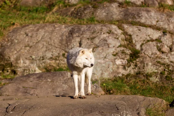 Close Shot Van Mooie Witte Wolf Natuur — Stockfoto