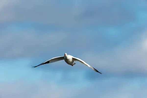 Plano Escénico Ganso Salvaje Hermosa Volando Naturaleza —  Fotos de Stock