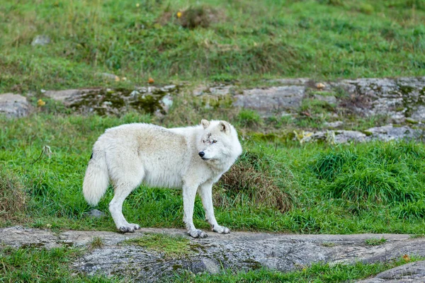 Close Shot Beautiful White Wolf Nature — Stock Photo, Image