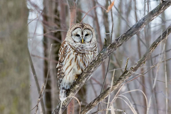 Gros Plan Belle Chouette Dans Habitat Naturel — Photo