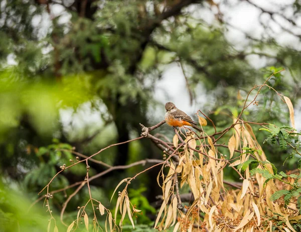 Zblízka Krásné Divoké Pták Sedí Větvi — Stock fotografie