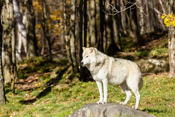 Сценический Снимок Дикого Белого Волка Лесу — стоковое фото