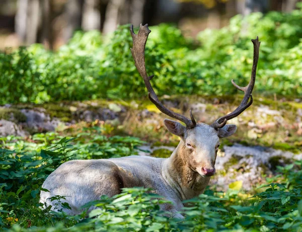 Vackra Röda Rådjur Skogen Vårdagen — Stockfoto