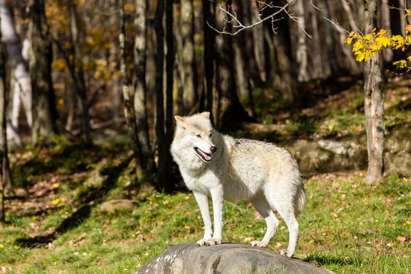 森林中野生白狼的风景画 — 图库照片