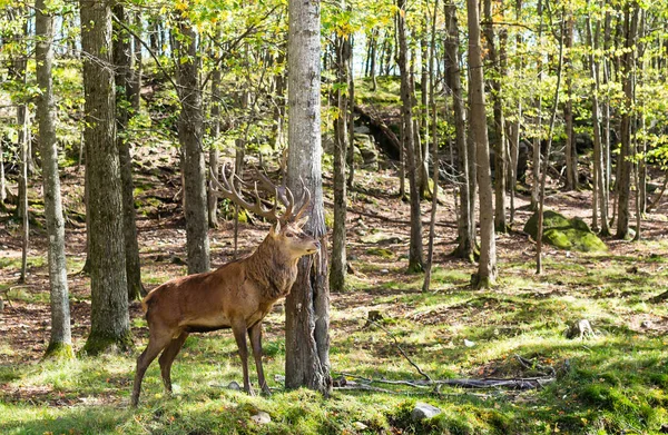 Schöne Rothirsche Wald Frühlingstag — Stockfoto