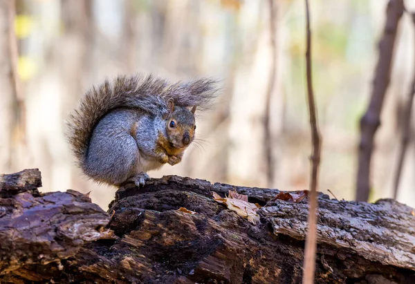 Close Shot Beautiful Cute Squirrel Forest — Stock Photo, Image