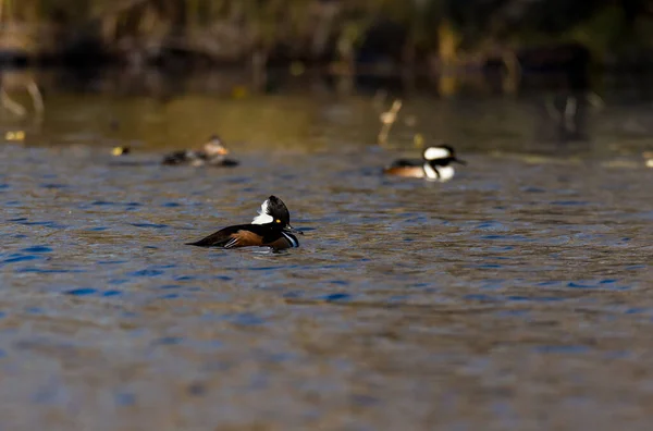 Scenic Shot Beautiful Ducks Natural Habitat — 图库照片