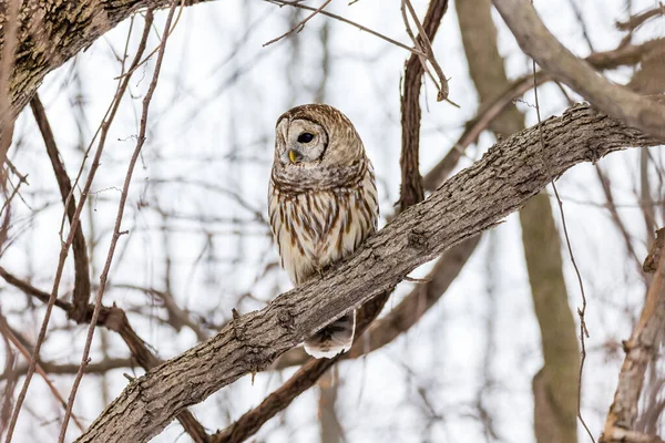 Gros Plan Belle Chouette Dans Habitat Naturel — Photo