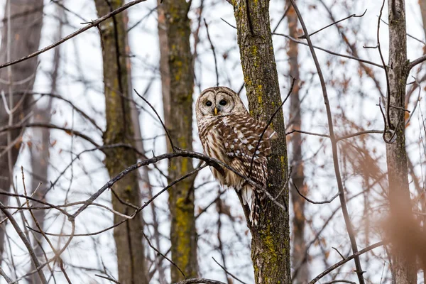 Gros Plan Belle Chouette Dans Habitat Naturel — Photo