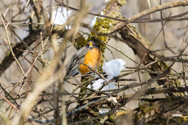 Close Shot Bird Snowy Forest — Stock Photo, Image