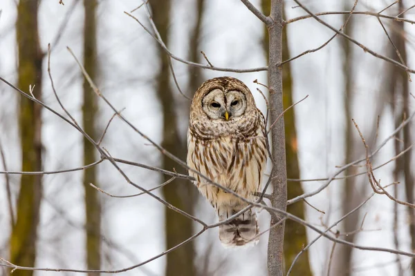 Close Shot Beautiful Owl Natural Habitat — Stock Photo, Image