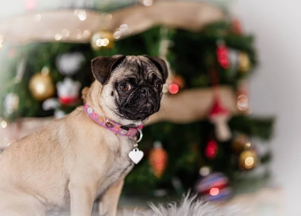 Primer Plano Tiro Adorable Cachorro Pequeño Pug — Foto de Stock