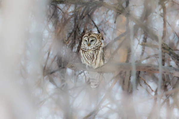 Gros Plan Belle Chouette Dans Habitat Naturel — Photo