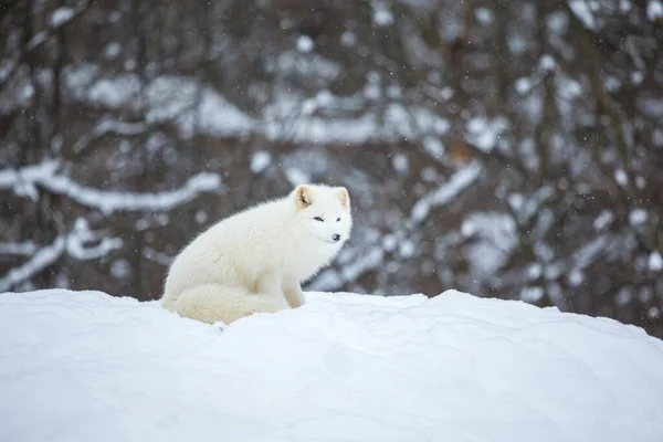 Nahaufnahme Des Schönen Polarfuchses Auf Die Natur — Stockfoto