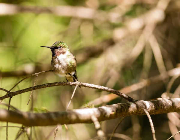 Nahaufnahme Eines Schönen Wildvogels Der Auf Einem Ast Hockt — Stockfoto