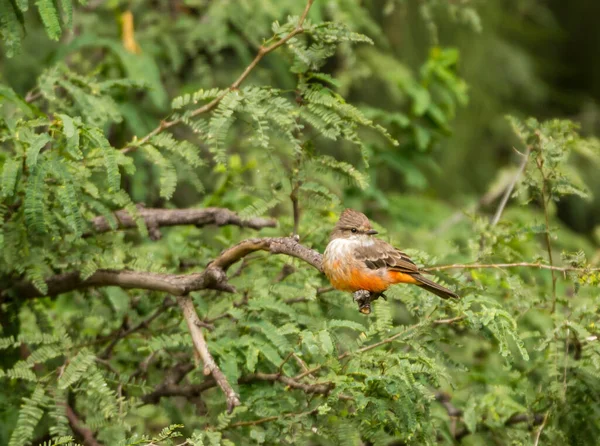 Nahaufnahme Eines Schönen Wildvogels Der Auf Einem Ast Hockt — Stockfoto