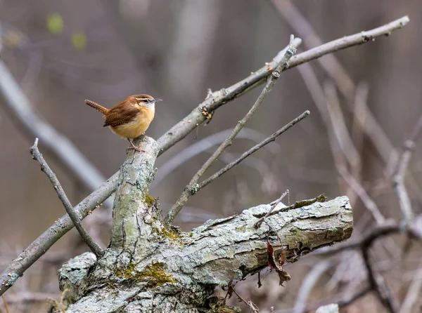 枝の上に広がる美しい野鳥のクローズアップ — ストック写真