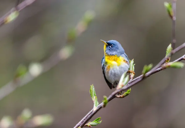 Close Beautiful Wild Bird Perching Branch — Stock Photo, Image