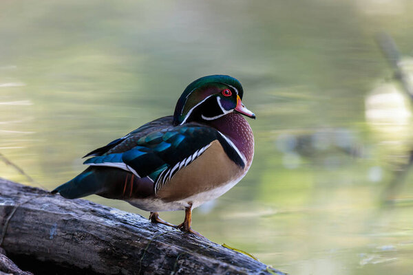 крупный план красивой кряквы на озере