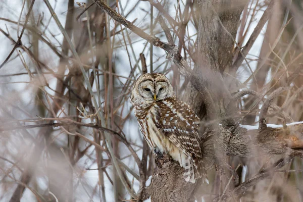 Primo Piano Colpo Bella Civetta Habitat Naturale — Foto Stock