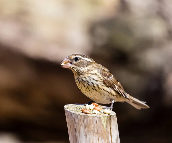 Nahaufnahme Eines Schönen Wildvogels Der Auf Holz Hockt — Stockfoto