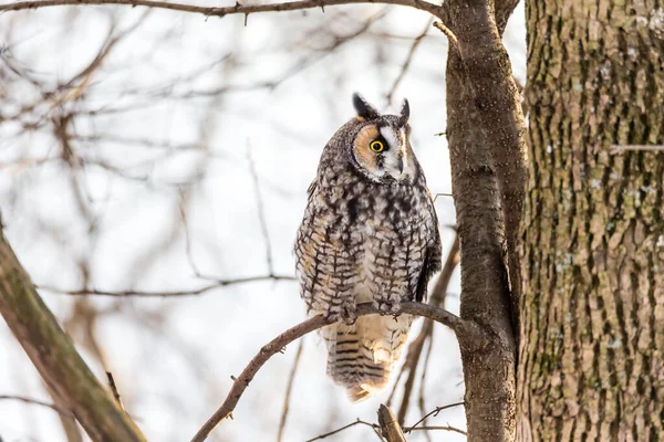 Gros Plan Belle Chouette Dans Habitat Naturel — Photo