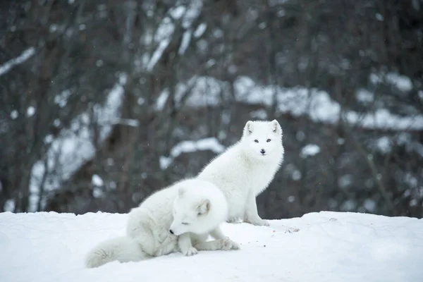 Scenic Shot Beautiful Arctic Foxes Nature —  Fotos de Stock