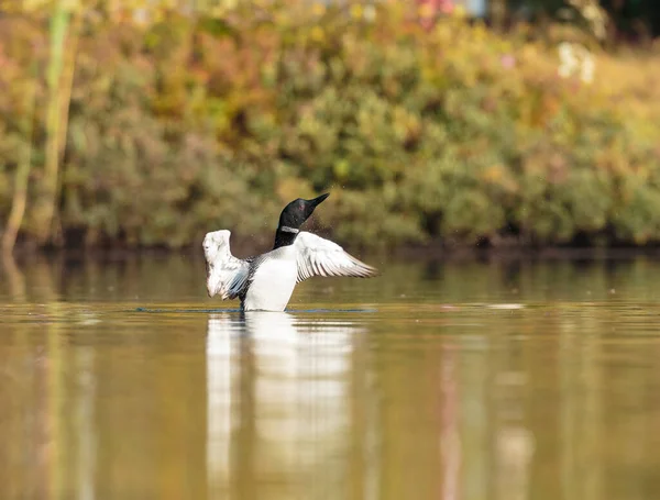 Close Tiro Belo Pato Reais Lago — Fotografia de Stock