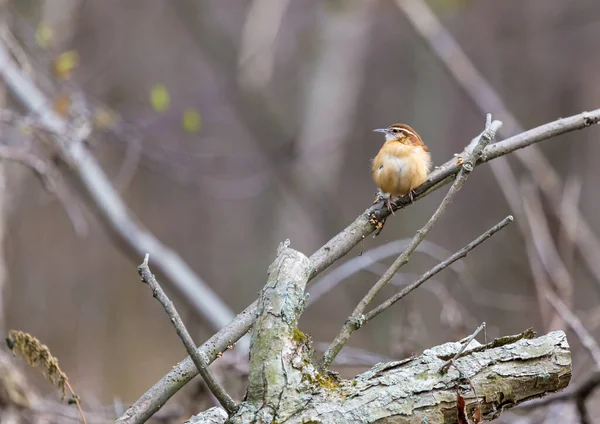 枝の上に広がる美しい野鳥のクローズアップ — ストック写真