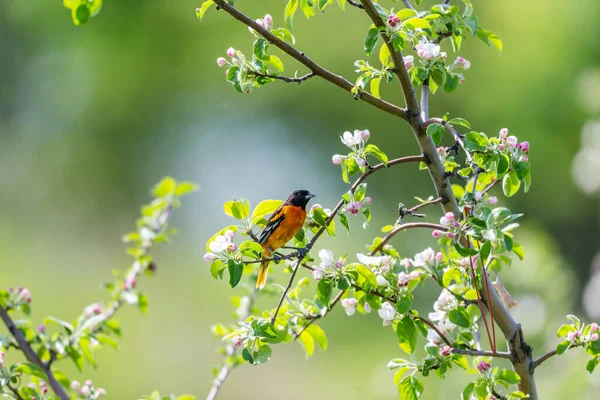 Närbild Vackra Vilda Fågel Sittande Gren — Stockfoto