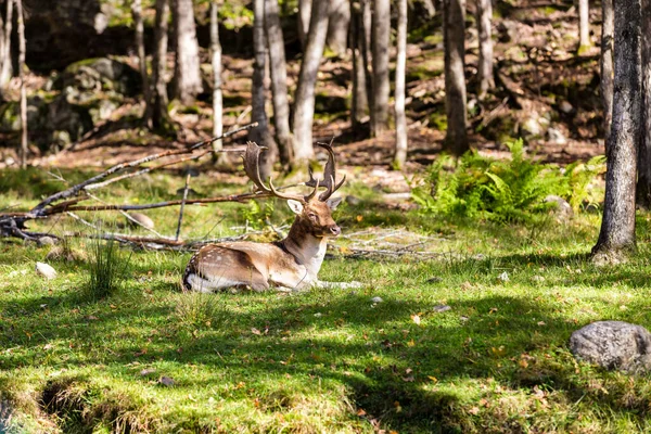 Schöne Rothirsche Wald Frühlingstag — Stockfoto