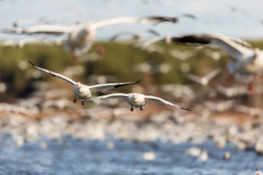Doğal ortamdaki büyük beyaz kaz sürüsü.