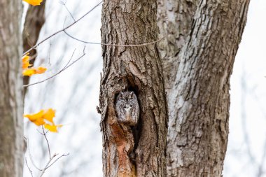Ormandaki sevimli sincabı yakından çek.
