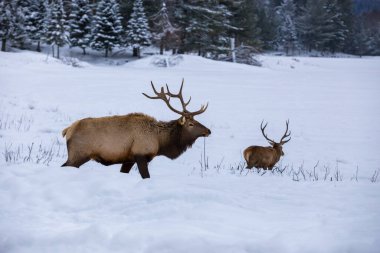 Ormandaki güzel geyik manzarası