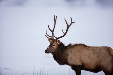 Ormandaki güzel geyik manzarası