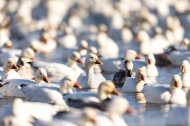 Doğal ortamdaki büyük beyaz kaz sürüsü.
