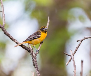 Dallara tüneyen güzel vahşi kuşun yakın çekimi