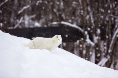  Güzel kutup tilkisinin doğaya yakın plan çekimi.