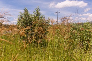 Çayırdaki güzel yabani çiçeklerin yakın plan çekimi.