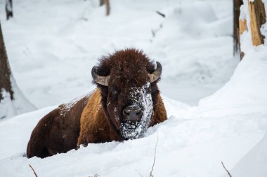 Kış zamanı kar altında bizonun manzaralı görüntüsü